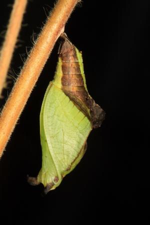 20091002_347148_Limenitis sulpitia tricula_p.jpg