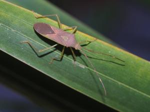 刺副黛緣蝽