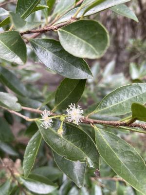 魯花樹