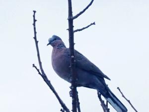 珠頸斑鳩(指名亞種)