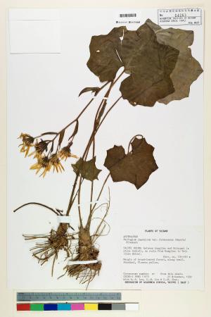 Farfugium japonicum var. formosanum (Hayata) Kitam._標本_BRCM 7329