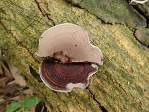 Nigroporus vinosus(紫紅黑孔菌)