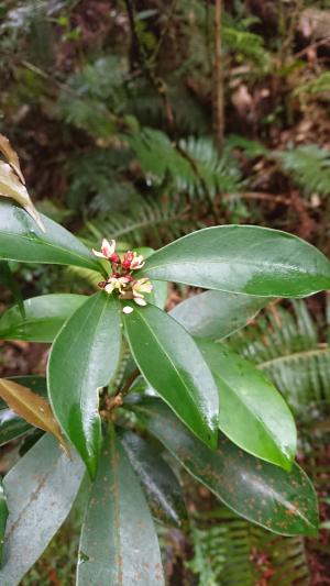 台灣茵芋