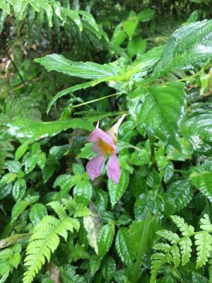 紫花鳳仙花