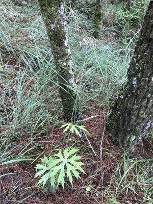 高山破傘菊