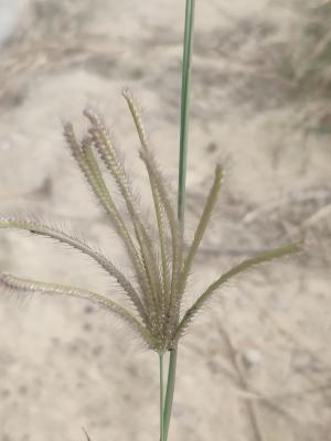 虎尾草、刺虎尾草、孟仁草