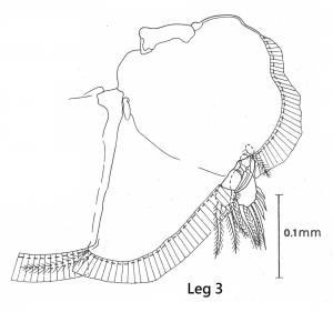 Anuretes branchialis-leg 3