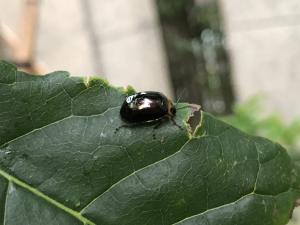 榕四星螢金花蟲