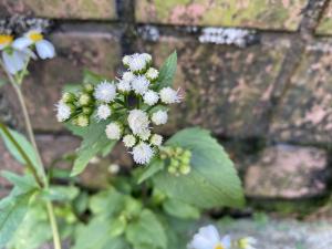 勝紅薊 (藿香薊)