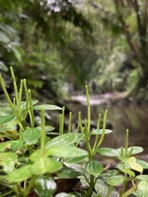 蘭嶼椒草