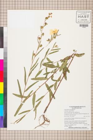 Ludwigia virgata Michx._標本_BRCM 3561