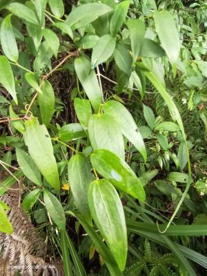 阿里山菝契