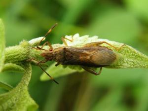 Daclera levana Distant, 1918