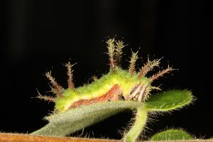 20091002_347148_Limenitis sulpitia tricula_l.jpg