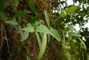 披針葉蕘花