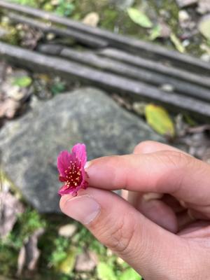 山櫻花