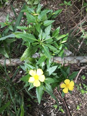 黃時鐘花