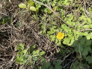 油菊 野菊