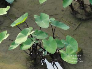 Colocasia tonoimo Nakai, 1940 紫芋