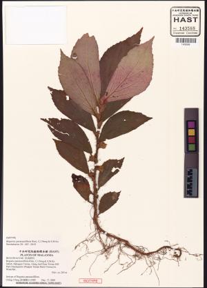 Begonia paracauliflora標本_BRCM 8321