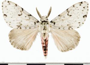 Lymantria minomonis Matsumura, 1933