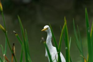 黃頭鷺