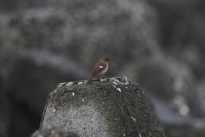 黃尾鴝