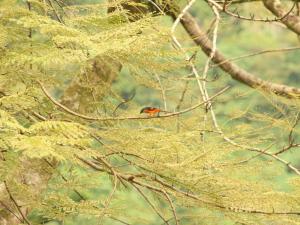 灰喉山椒鳥