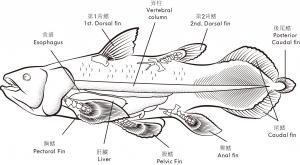 腔棘魚構造圖