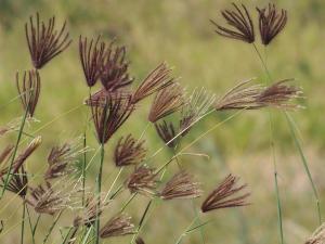 虎尾草、刺虎尾草、孟仁草