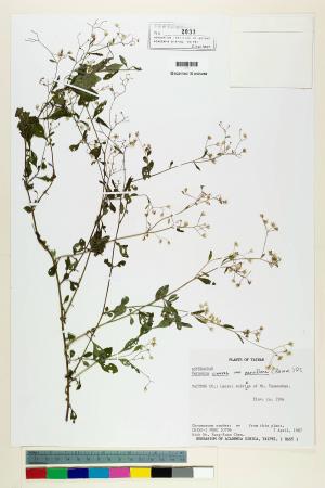 Vernonia cinerea (L.) Less. var. parviflora (Reinw.) DC._標本_BRCM 5123
