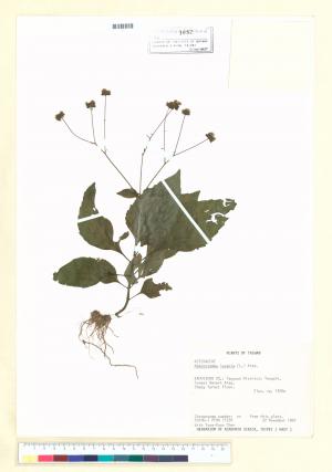 Adenostemma lavenia (L.) Kuntze_標本_BRCM 7040