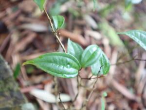 深山野牡丹