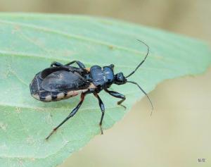 黑光獵椿Ectrychotes andreae (Thunberg, 1784)