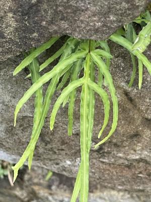 井欄邊草 (鳳尾蕨)