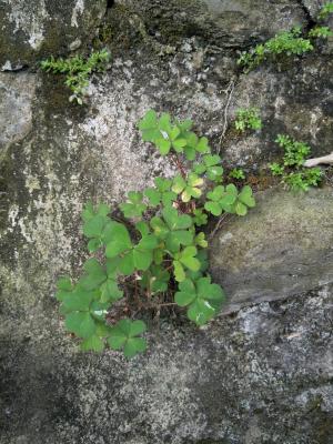 黃花酢醬草