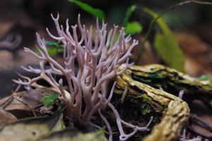 Clavaria zollingeri(堇紫珊瑚菌)