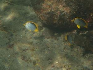 黑背蝴蝶魚