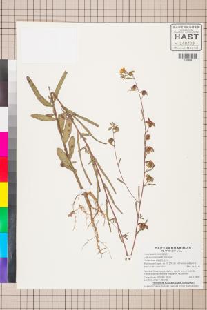 Ludwigia maritima R.M. Harper_標本_BRCM 3480