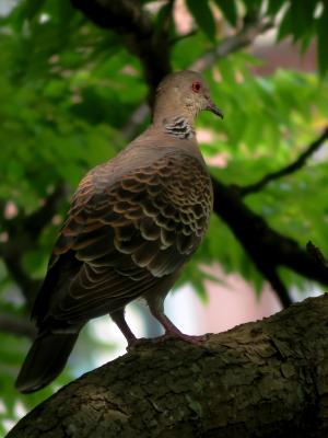 金背鳩(台灣亞種)