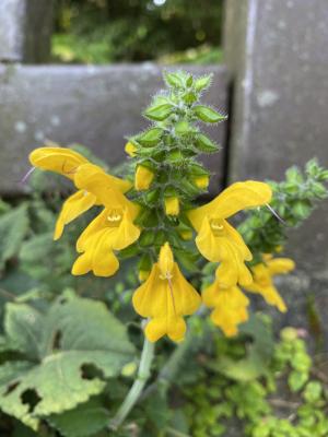 黃花鼠尾草