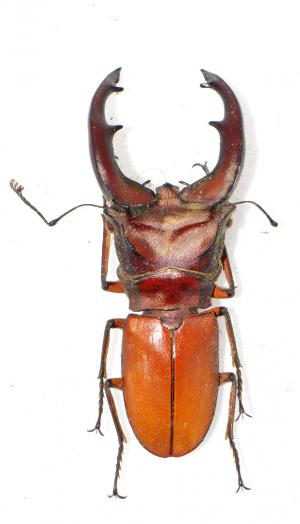 Cyclommatus mniszechi 雞冠細身翅鍬形蟲