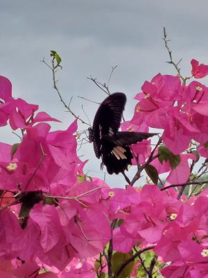 臺灣白紋鳳蝶