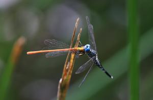 錐腹蜻 (粗腰蜻蜓)