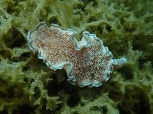 P5250158 Glossodoris hikuerensis