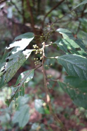 臺灣山桂花