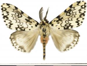 絡毒蛾／Lymantria concolor Walker, 1855