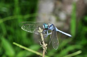 呂宋蜻蜓@ Orthetrum luzonicum_台北陽明山