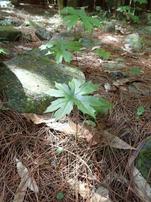 高山破傘菊