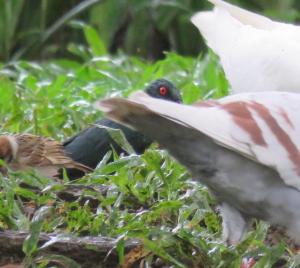 亞洲輝椋鳥